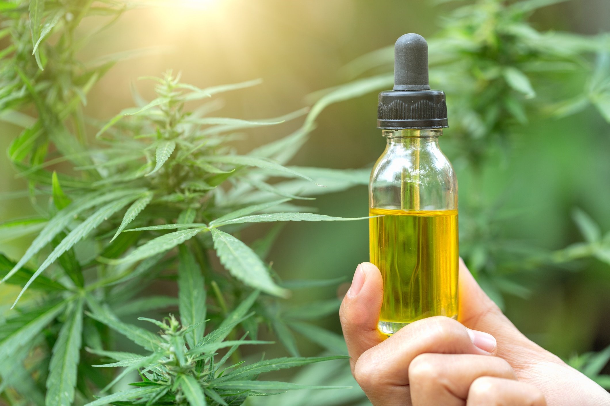 How Long Does It Take for CBD Oil to Work? - Royal CBD