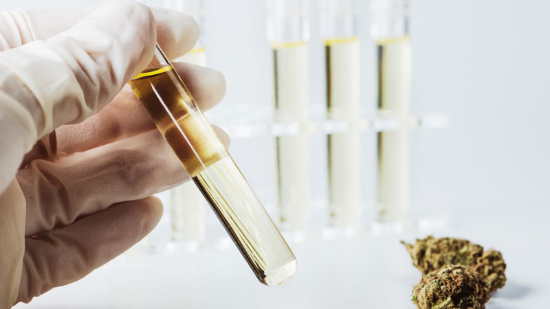 CBD oil inside a glass dropper of a lab next to hemp bud on white background.