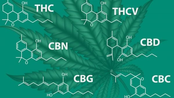 Cannabinoids: Differences Between CBD Vs CBG, CBDA, CBN, CBC, And CBDV ...