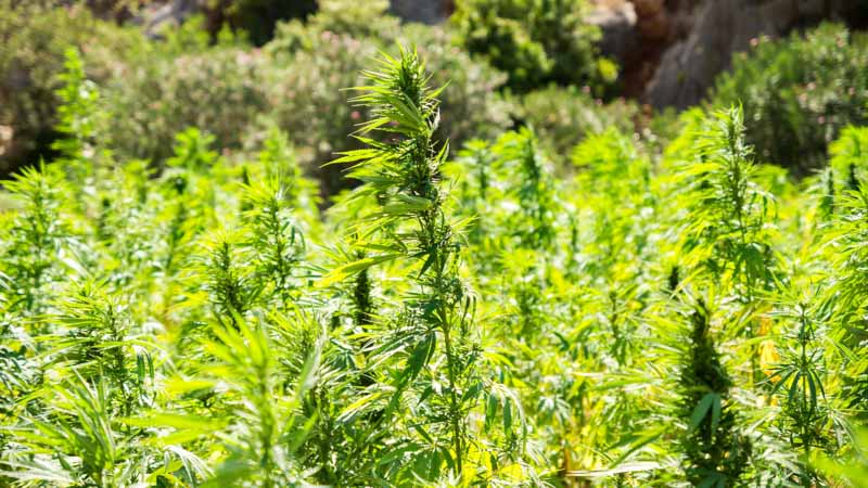 A hemp farm to produce CBD oil in New Mexico