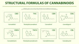 Cannabinoids: Differences Between CBD Vs CBG, CBDA, CBN, CBC, And CBDV ...