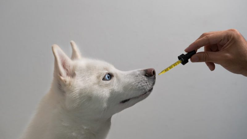 A person handing out a CBD oil dropper to a white dog