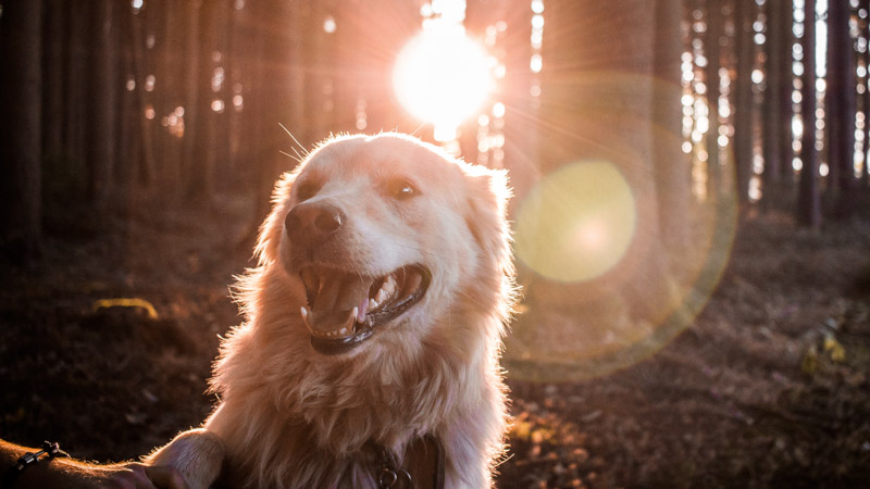 A dog in the forest looking at the camera with sunset in the background