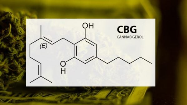 Cannabinoids: Differences Between CBD Vs CBG, CBDA, CBN, CBC, And CBDV ...