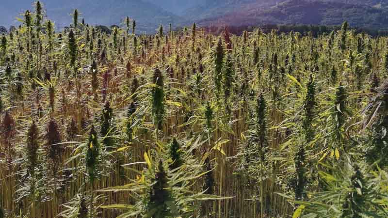 Hemp farm to produce CBD oil in Nevada