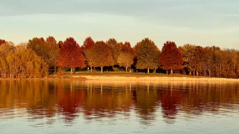 Pine trees in Missouri