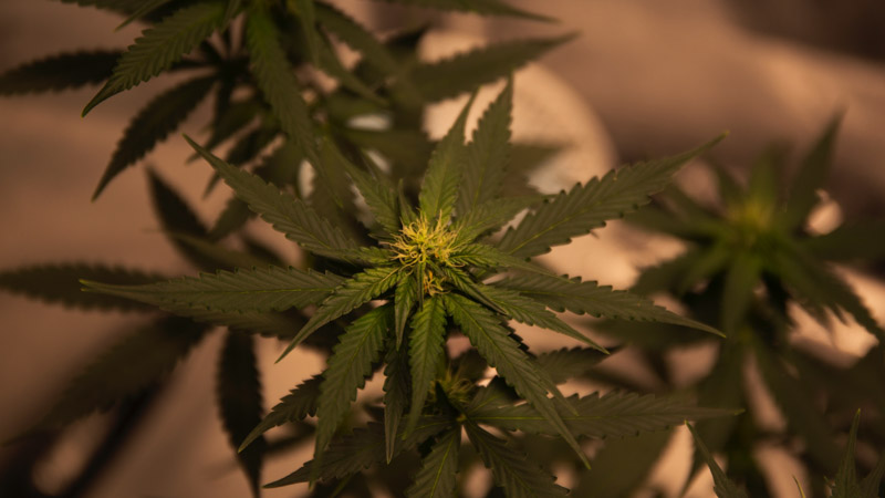 Hemp plants and buds inside a farm