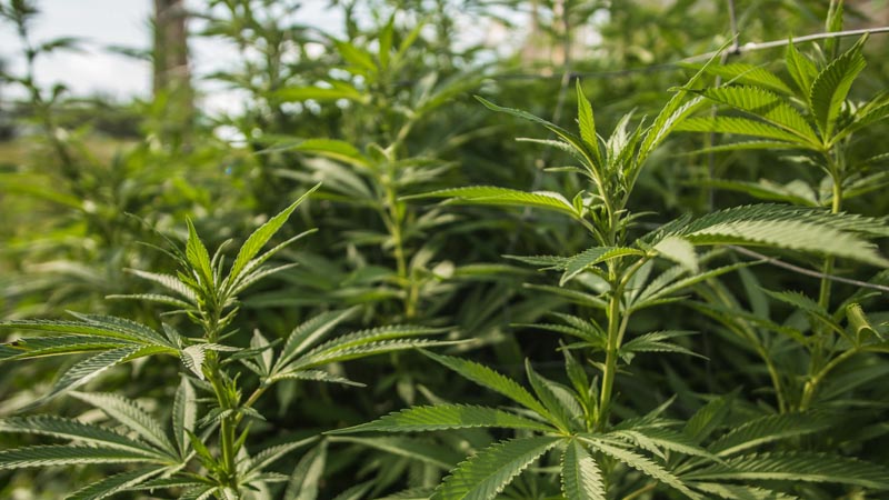 hemp plants in a grow site 