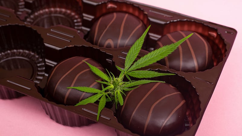 CBD chocolates and hemp plant