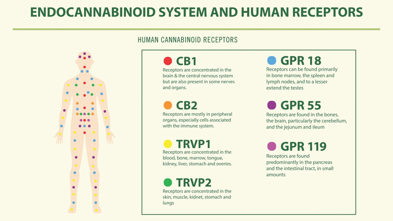 Human endocannabinoid system and receptors illustration dashboard