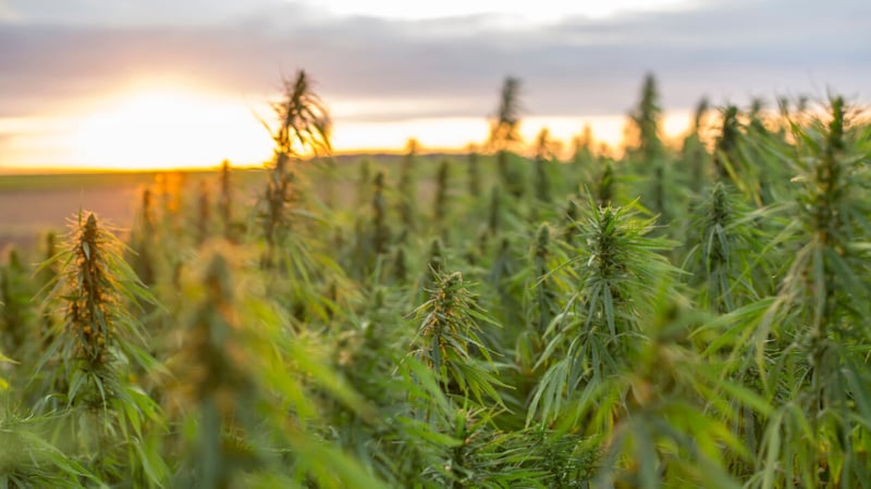 Sun rise view from a hemp field