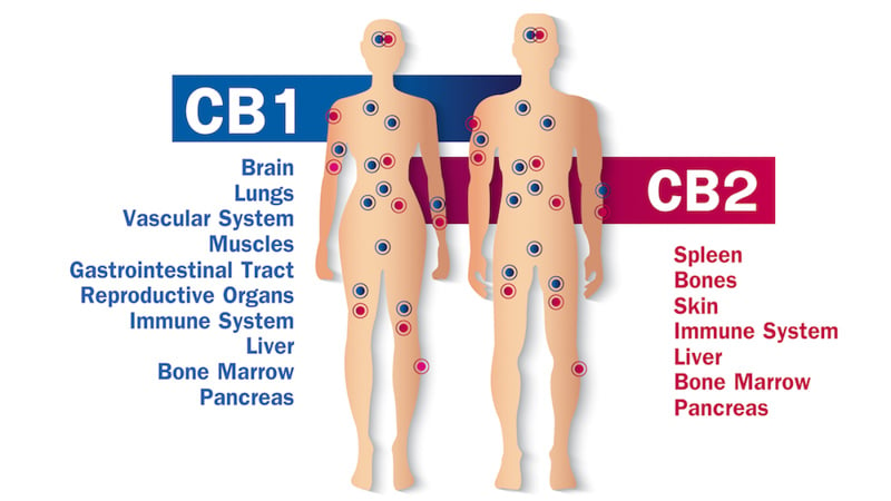 Human endocannabinoid system CB1 and CB2 health benefits
