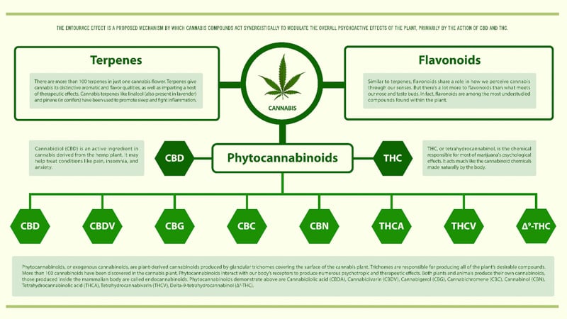 CBD oil, terpenes, and the entourage effect illustration