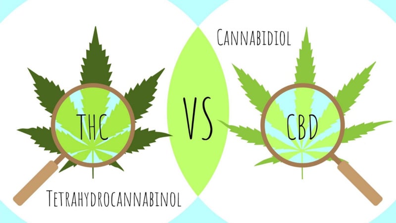 Difference between CBD and THC illustration