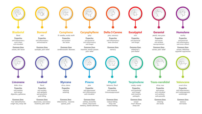 Table of the most popular types of terpenes illustratrion