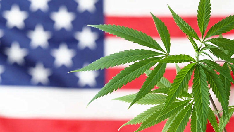 Cannabis leaves with US flag background