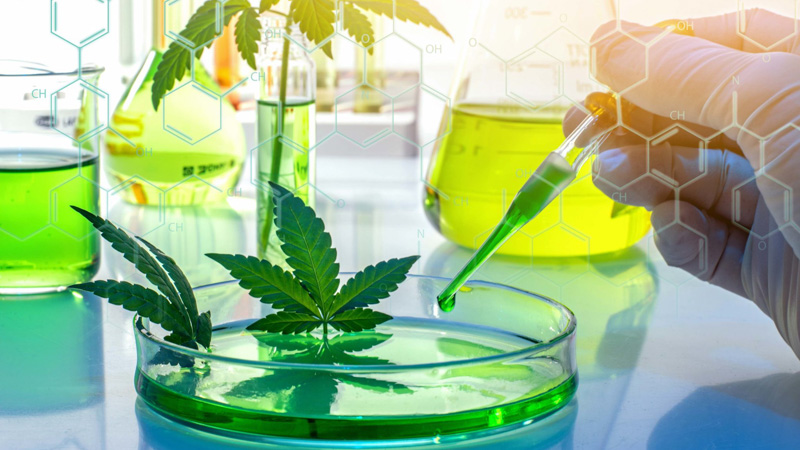 Laboratory Apparatuses with CBD Oil and Hemp Leaves 