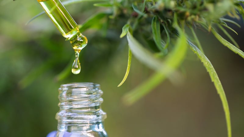 CBD Oil Dropping from the Pipette with Hemp Leaves Background