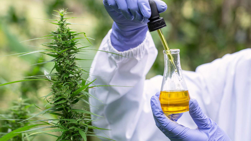 Researcher Holds CBD Oil on Beaker in the Hemp Field