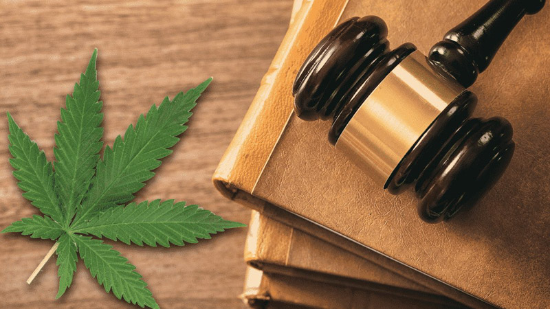 Hemp Leaf Beside Gavel on Top of Books