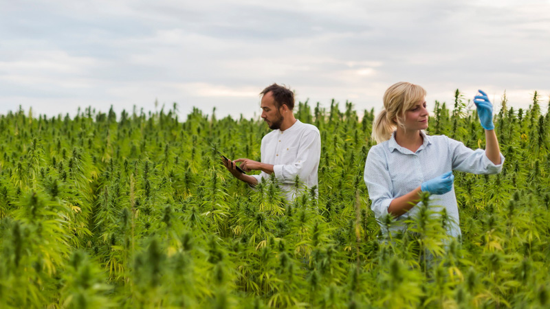 Two Researchers in the Hemp Field 