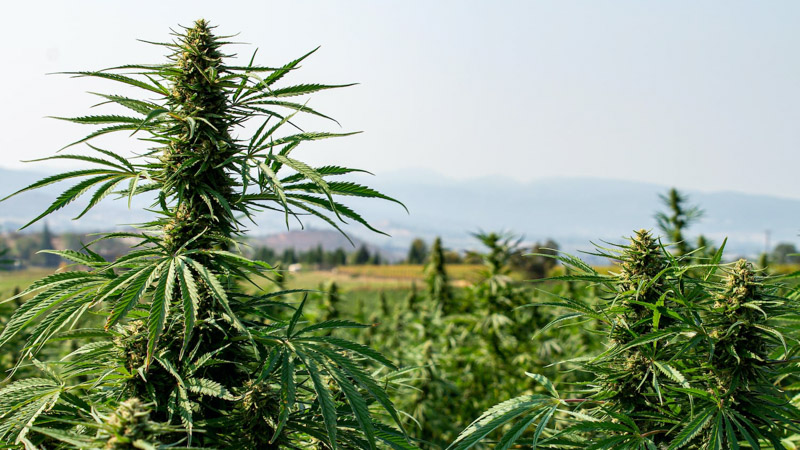 Hemp Plants in Hemp Field