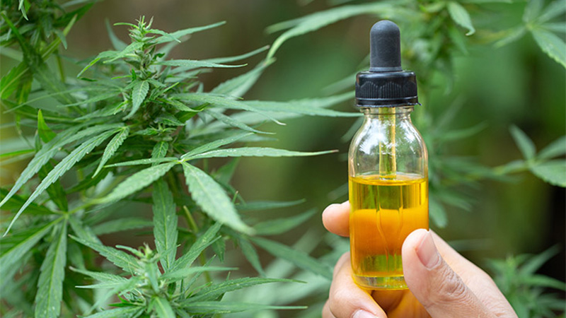 Person hold a CBD oil bottle with hemp plants on the bacgkground