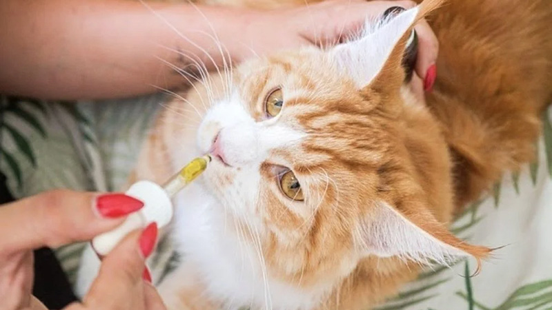 Close up of a woman giving CBD oil to her pet cat with a dropper.