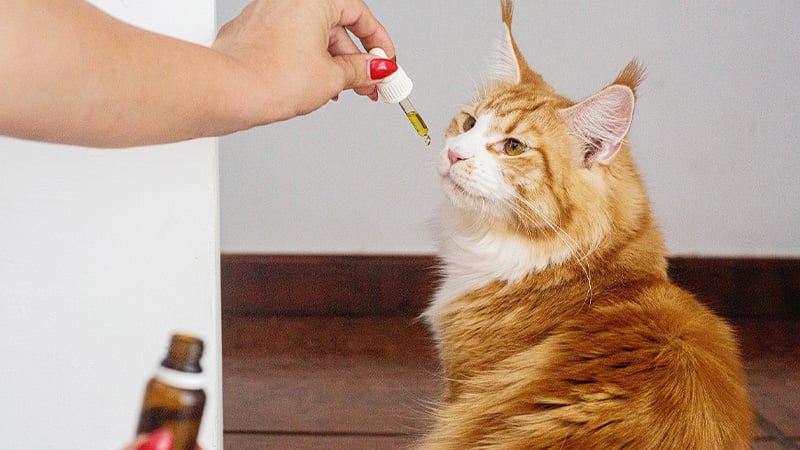 Woman giving CBD oil to her pet cat.